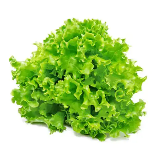 Lettuce Lollo Green Bionda 250g Netherlands
